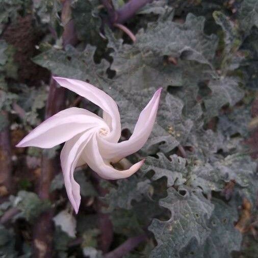 Datura ceratocaula Flower