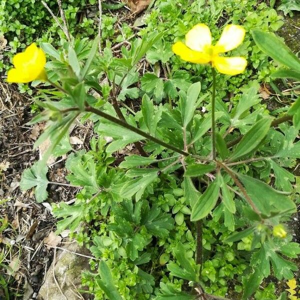 Ranunculus bulbosus Floare