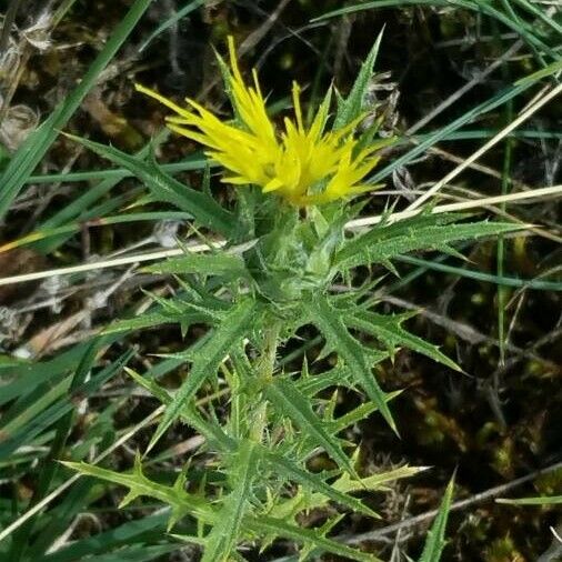 Carthamus lanatus Blüte