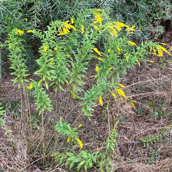 Solidago rugosa ᱛᱟᱦᱮᱸ