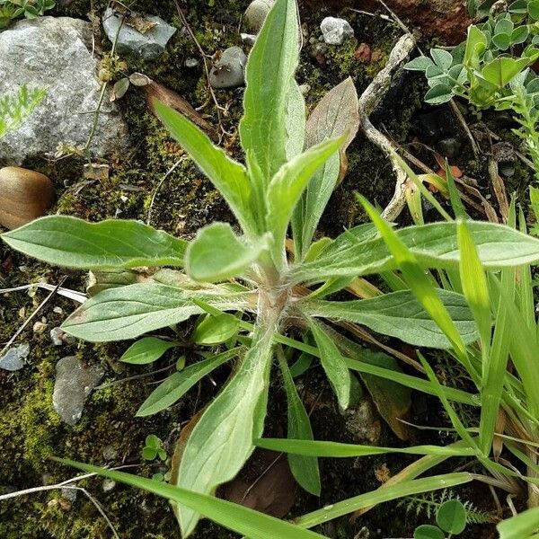 Pallenis spinosa Leaf