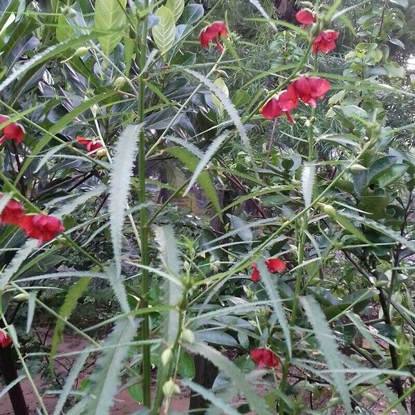 Pentapetes phoenicea Blomst