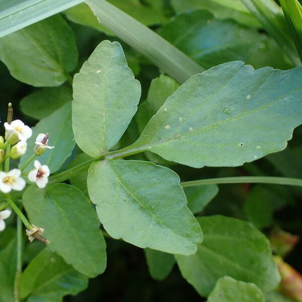 Nasturtium officinale Yeri