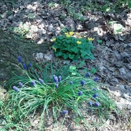 Muscari neglectum Floro