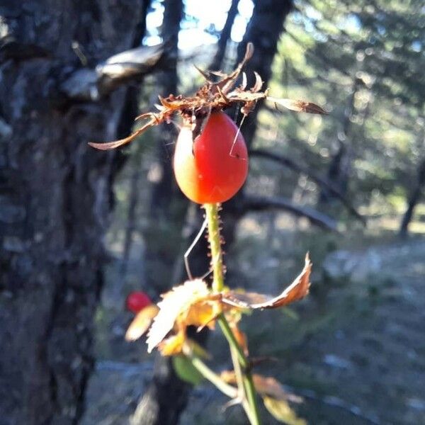 Rosa rubiginosa Fruto