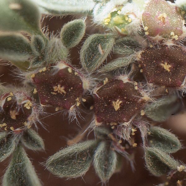Aizoanthemum hispanicum Máis