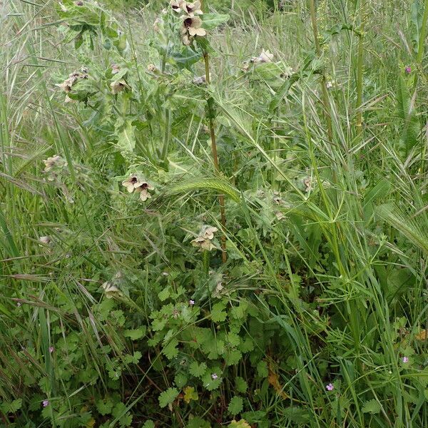 Hyoscyamus niger Plante entière