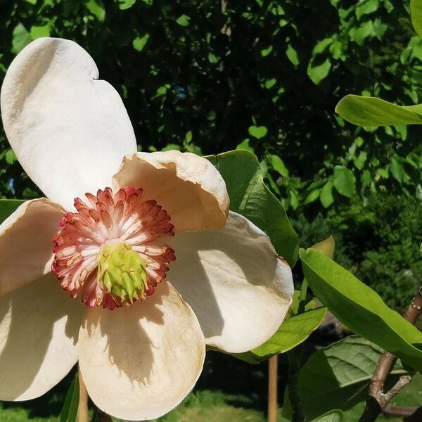 Magnolia sieboldii Květ