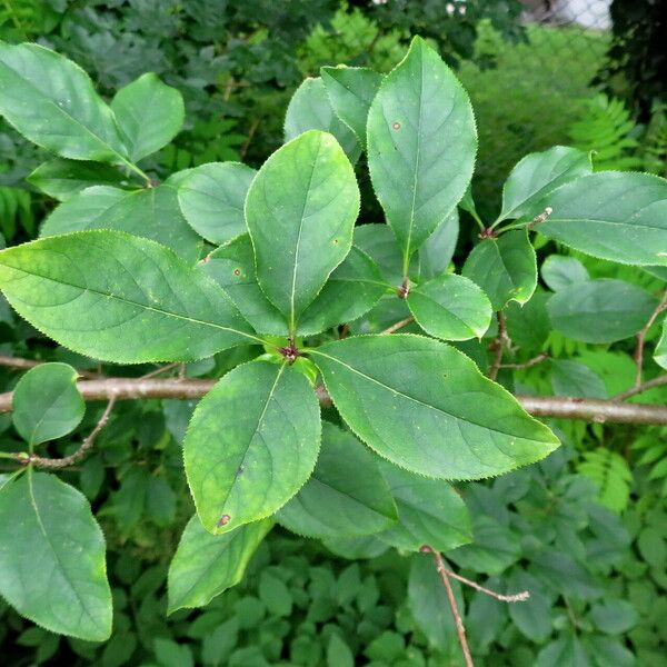 Chionanthus retusus Altro