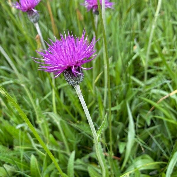 Cirsium dissectum Квітка