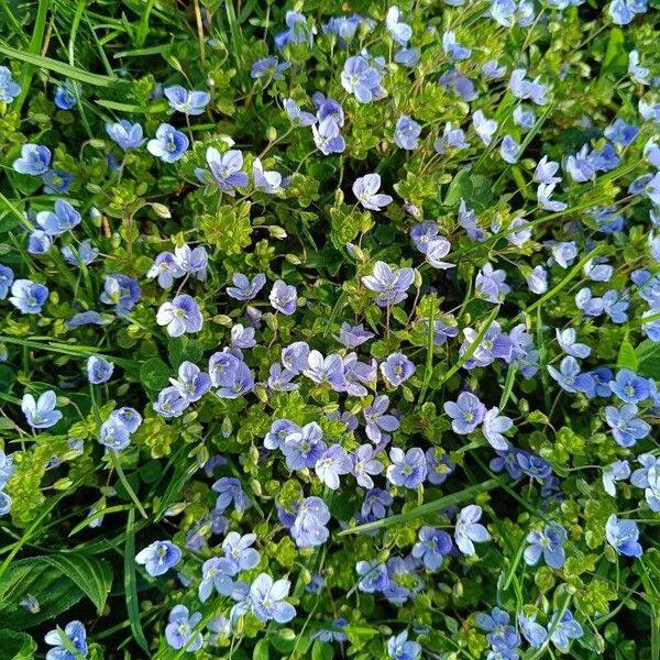 Veronica filiformis Flor