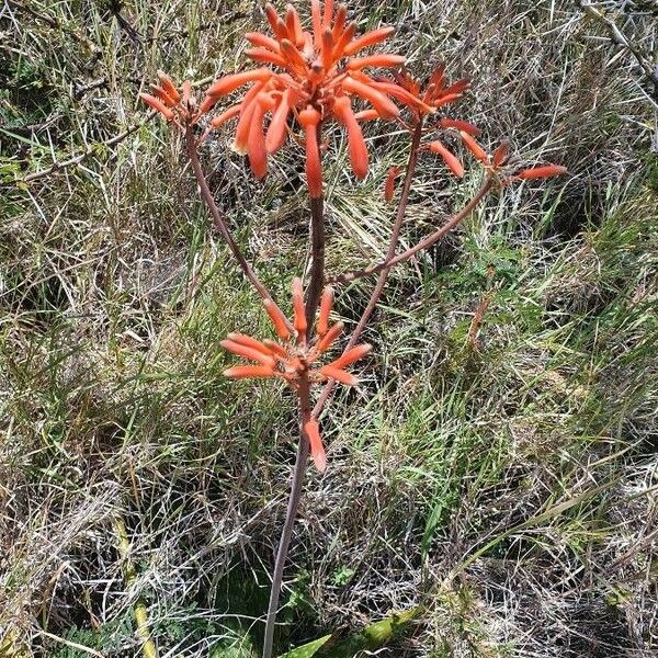 Aloe lateritia फूल