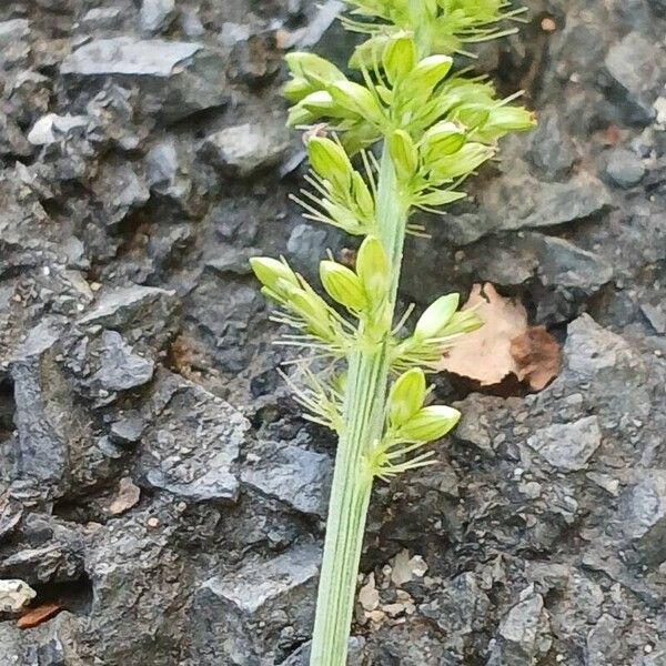 Setaria verticillata Цвят