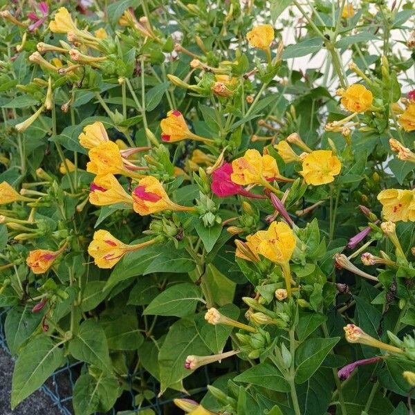 Mirabilis jalapa Habit