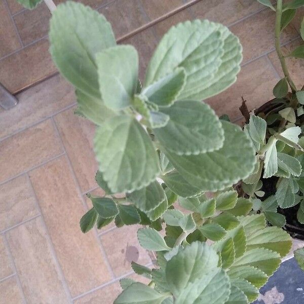 Coleus barbatus Leaf