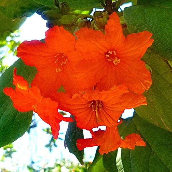 Cordia sebestena Flower