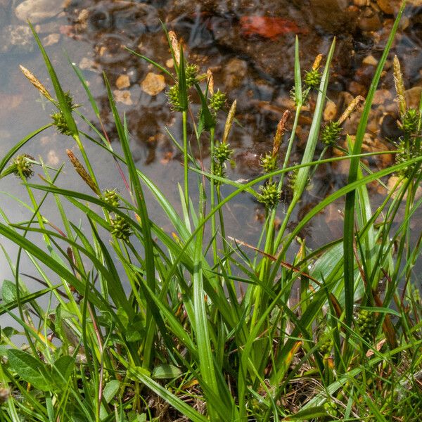 Carex oederi Hábito