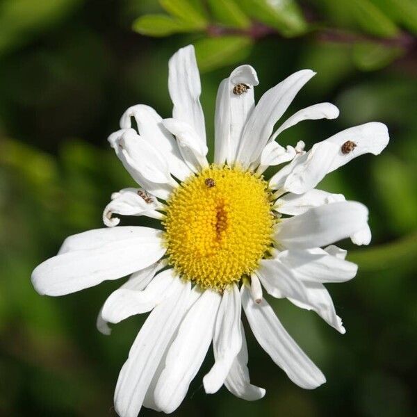 Tripleurospermum inodorum Flower