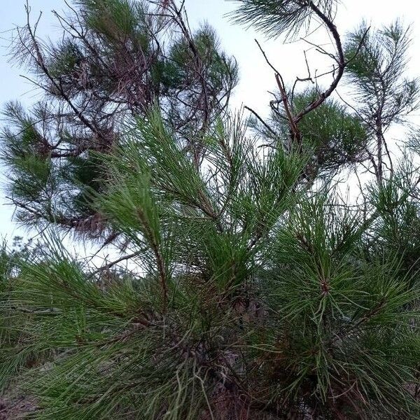 Pinus brutia List