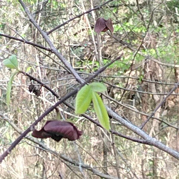 Asimina triloba Fiore