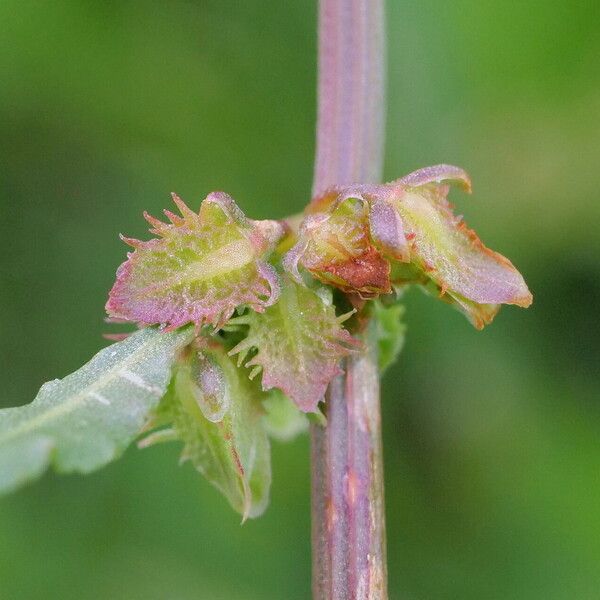 Rumex brownii Deilen