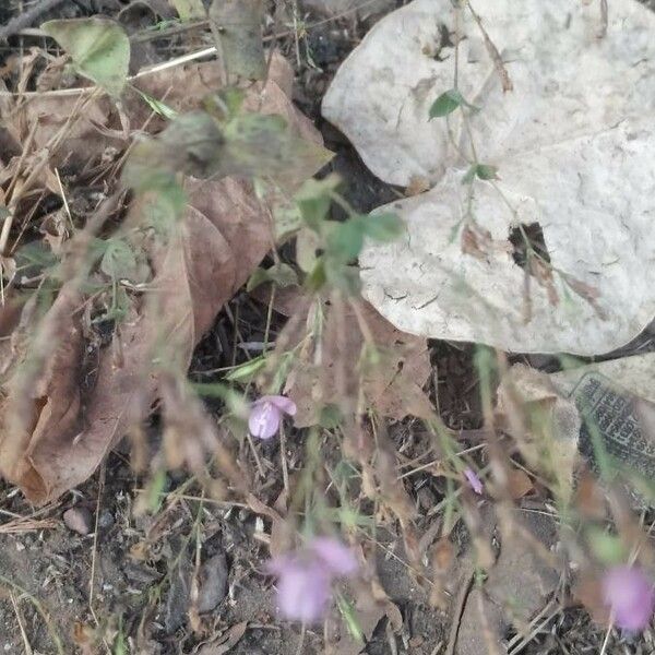 Murdannia nudiflora आदत