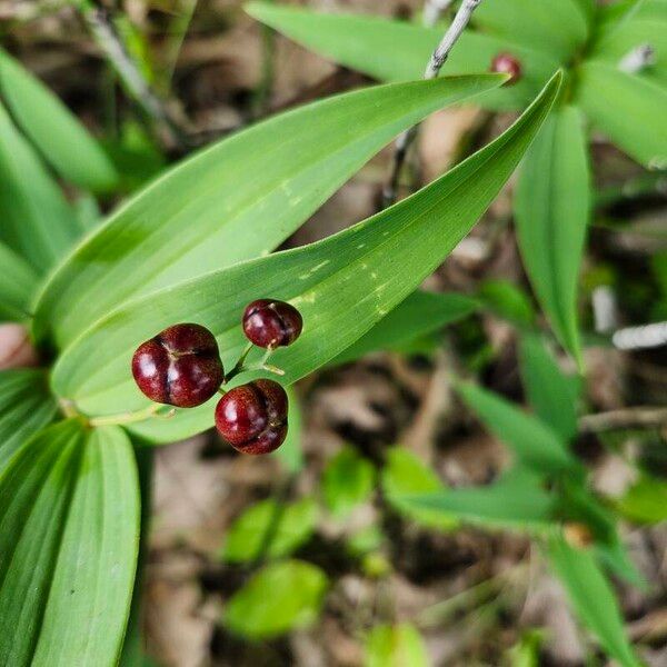 Maianthemum stellatum 果實