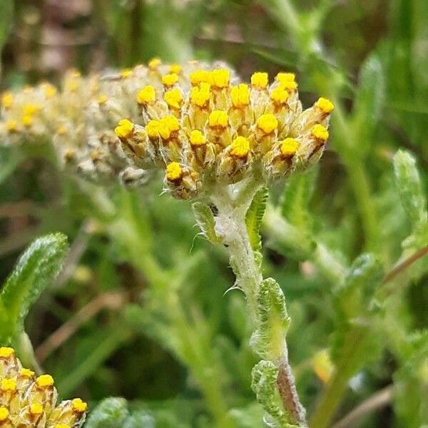 Achillea tomentosa Flor