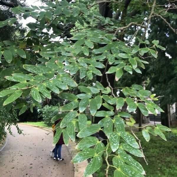 Bauhinia forficata Liść