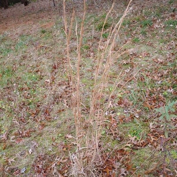 Andropogon virginicus عادت