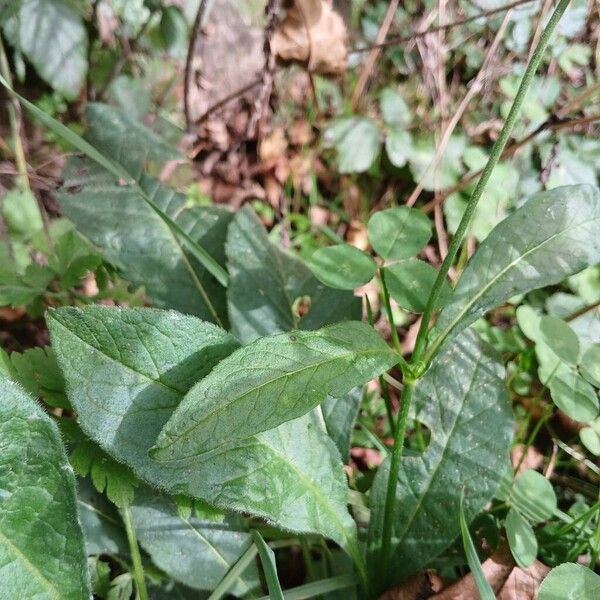 Knautia dipsacifolia Лист