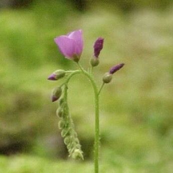 Drosera capensis Flor