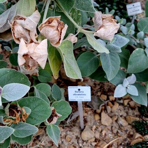 Barleria albostellata ശീലം