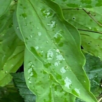 Saponaria officinalis Leaf