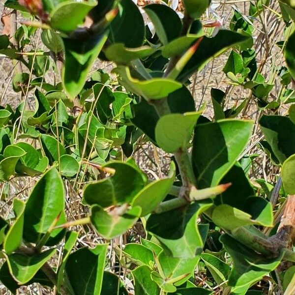 Carissa spinarum Leaf