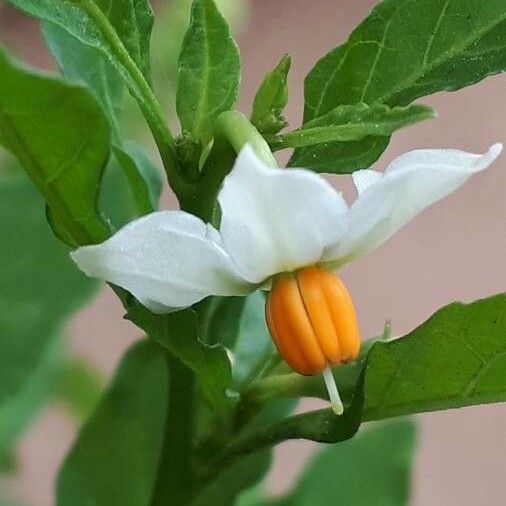 Solanum pseudocapsicum Žiedas