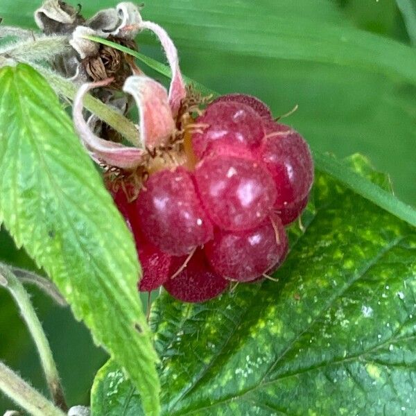 Rubus idaeus Фрукт