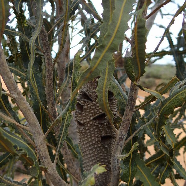 Banksia menziesii Fruit