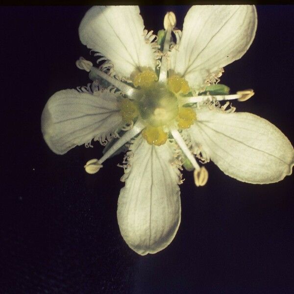 Parnassia fimbriata ᱵᱟᱦᱟ