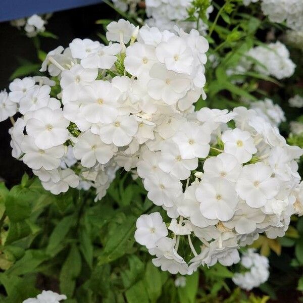 Phlox maculata Blomma