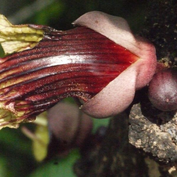 Crescentia alata Flower