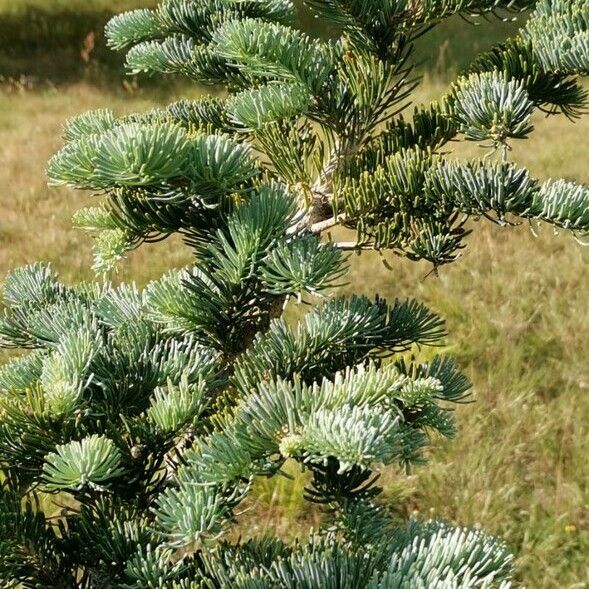 Abies lasiocarpa Листок