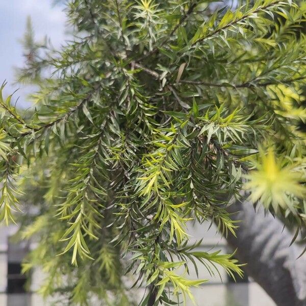 Melaleuca bracteata Leaf