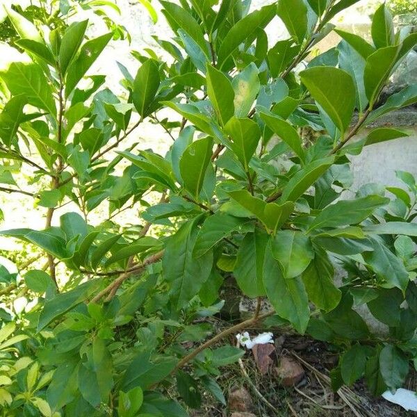 Brunfelsia uniflora Leaf