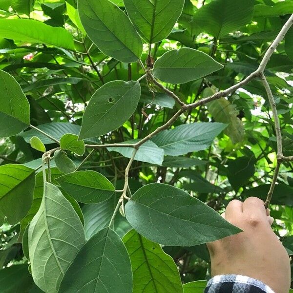 Solanum erianthum Blatt