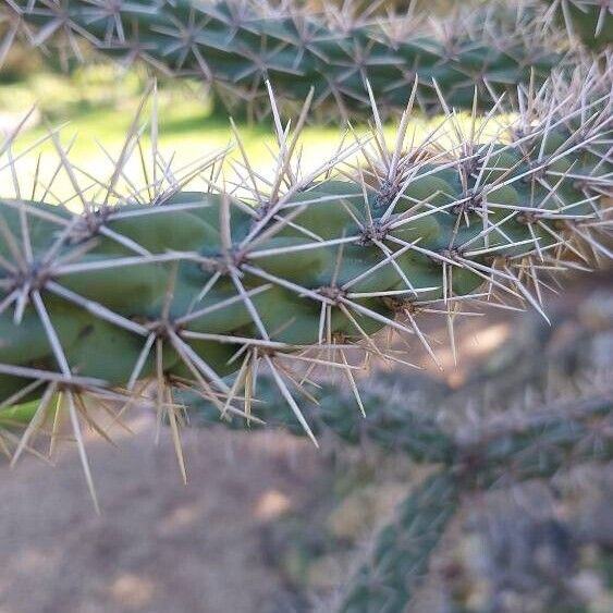 Cylindropuntia imbricata Φύλλο