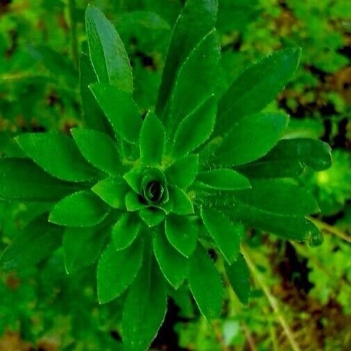 Callistephus chinensis Leaf