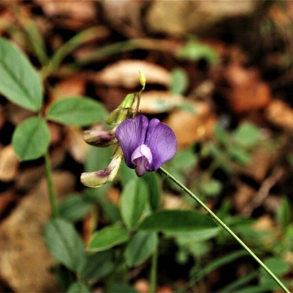 Lathyrus palustris Blomst