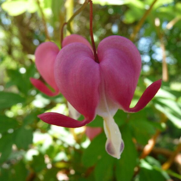 Lamprocapnos spectabilis Flor