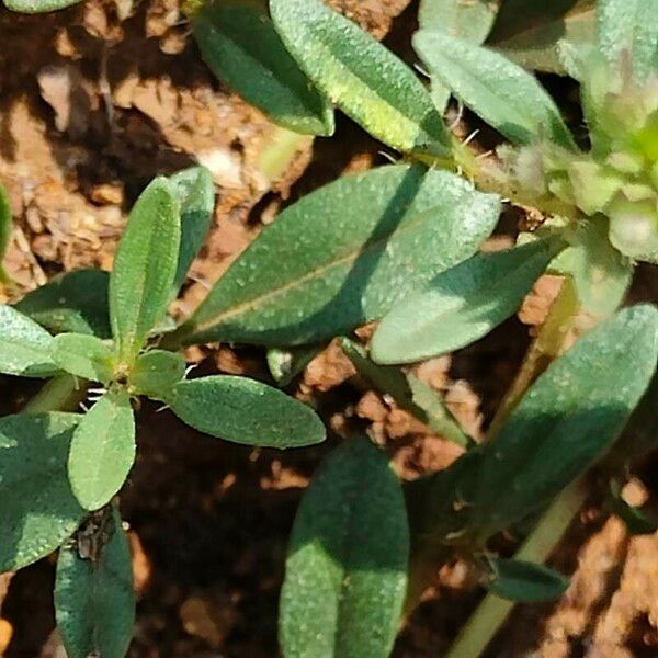 Thymus herba-barona برگ